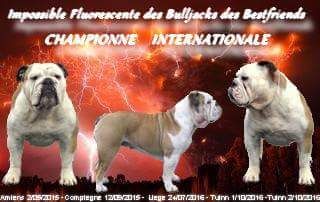 Des Bulljack Des Bestfriends - FLUO CHAMPIONNE INTERNATIONALE 