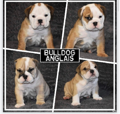 Des Bulljack Des Bestfriends - Bulldog Anglais - Portée née le 20/03/2023
