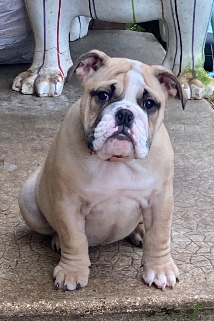 Des Bulljack Des Bestfriends - Chiot disponible  - Bulldog Anglais