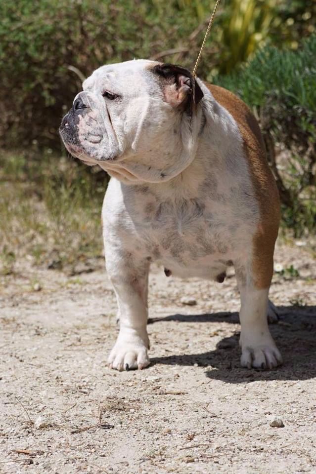 CH. Impossible fluorescente Des Bulljack Des Bestfriends