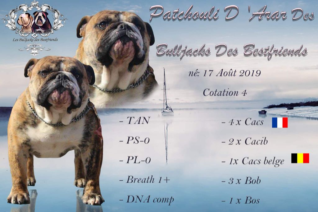 Patchouli d 'arar Des Bulljack Des Bestfriends