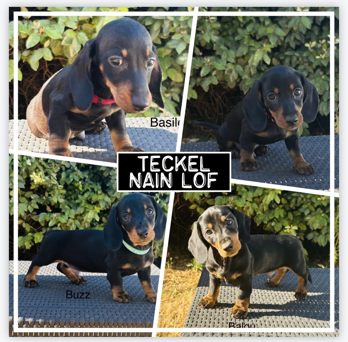Chiots teckel nain lof disponibles