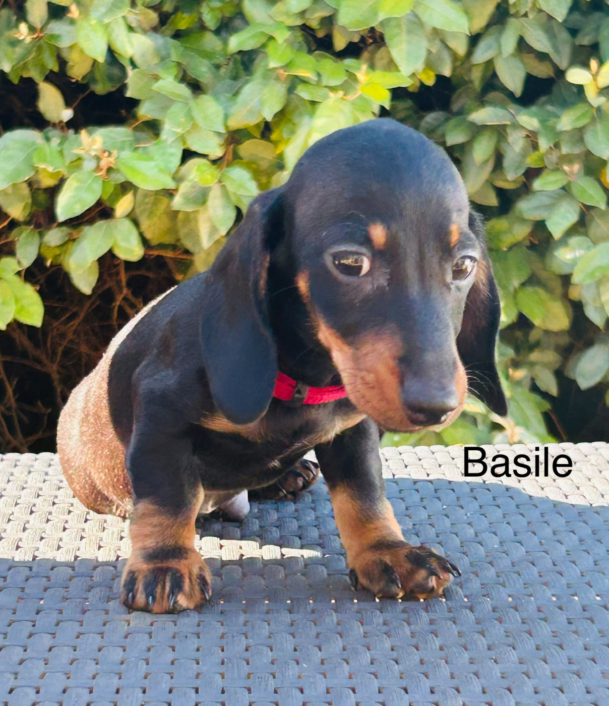 Des Bulljack Des Bestfriends - Chiots disponibles - Teckel poil ras