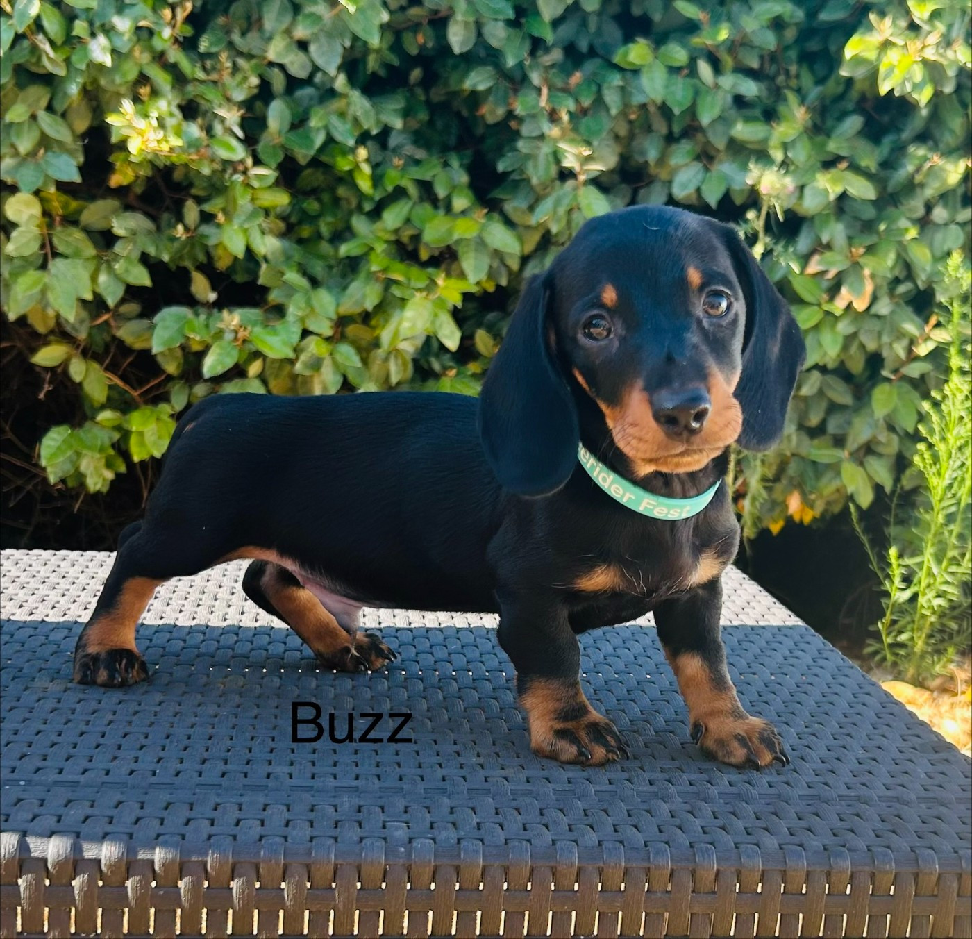Des Bulljack Des Bestfriends - Chiots disponibles - Teckel poil ras