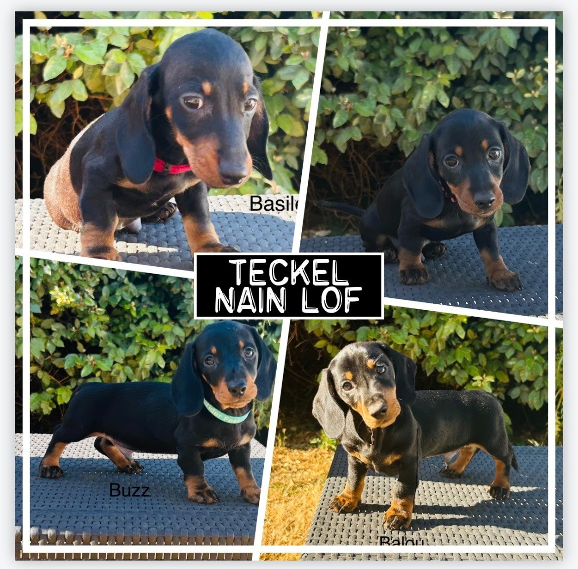 Chiot Teckel poil ras Des Bulljack Des Bestfriends