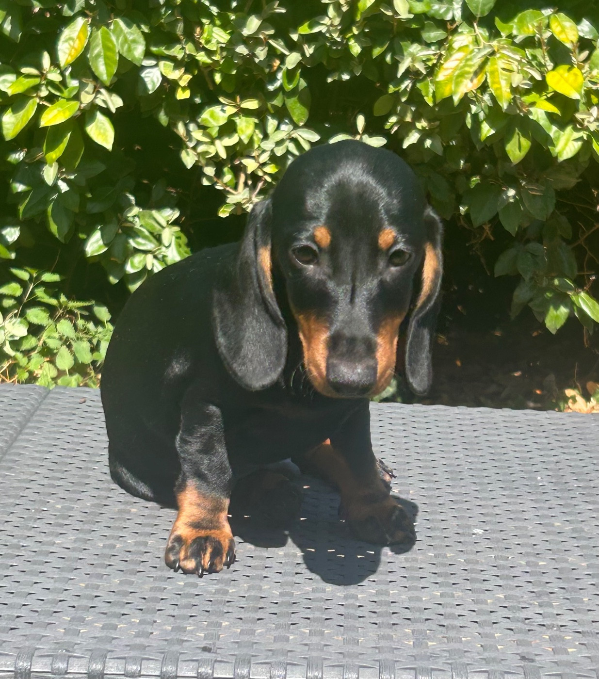 Des Bulljack Des Bestfriends - Chiots disponibles - Teckel poil ras