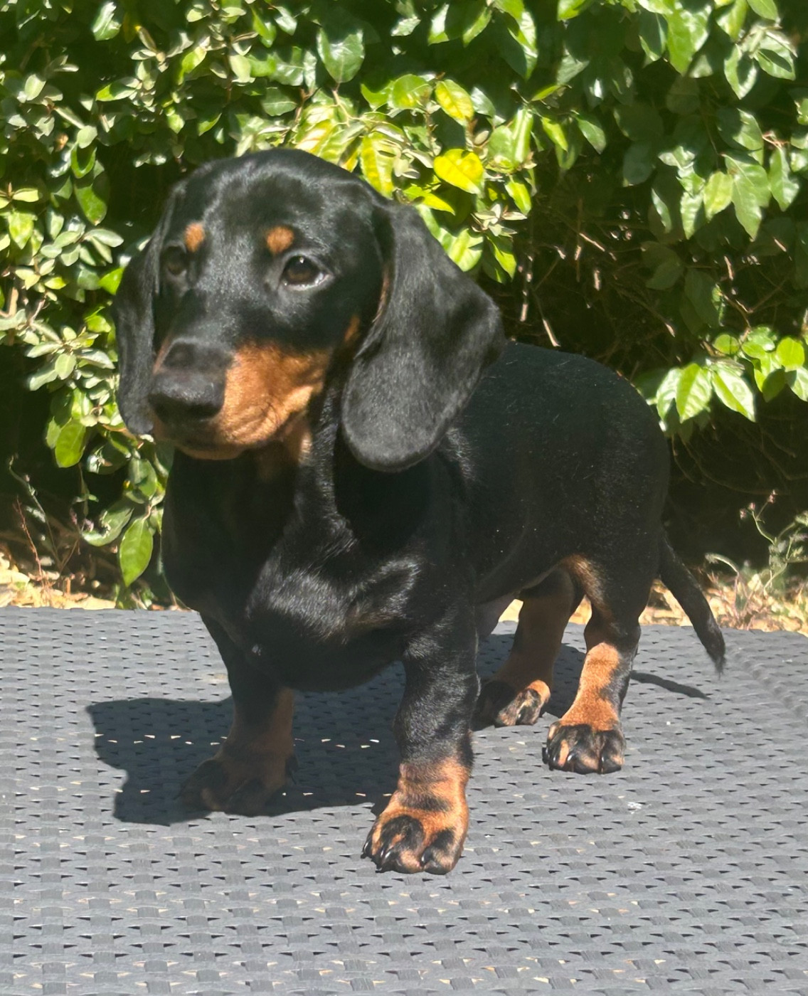 Des Bulljack Des Bestfriends - Chiots disponibles - Teckel poil ras