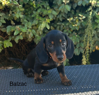 Balzac